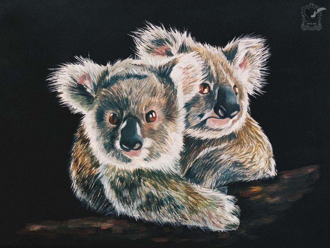 Коалы